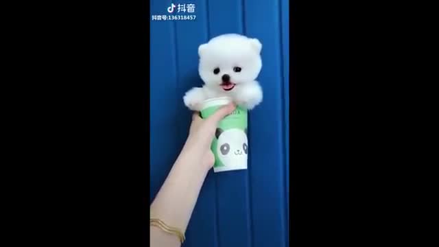 Funny Dog Videos 2020🤣 ,trained dogs