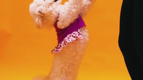 cute dogs and cats funny videos shorts,