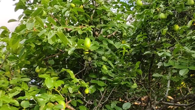 Umbuzeiro planta nativa da caatinga