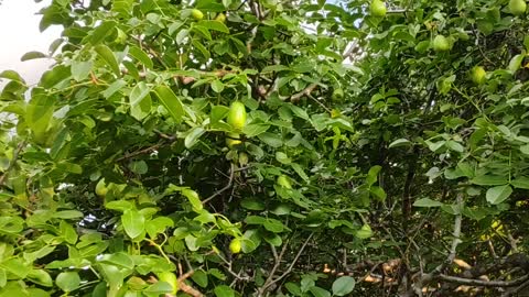 Umbuzeiro planta nativa da caatinga