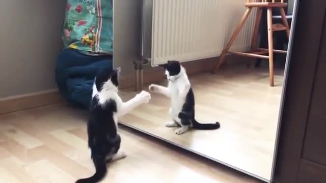 Funny video cat