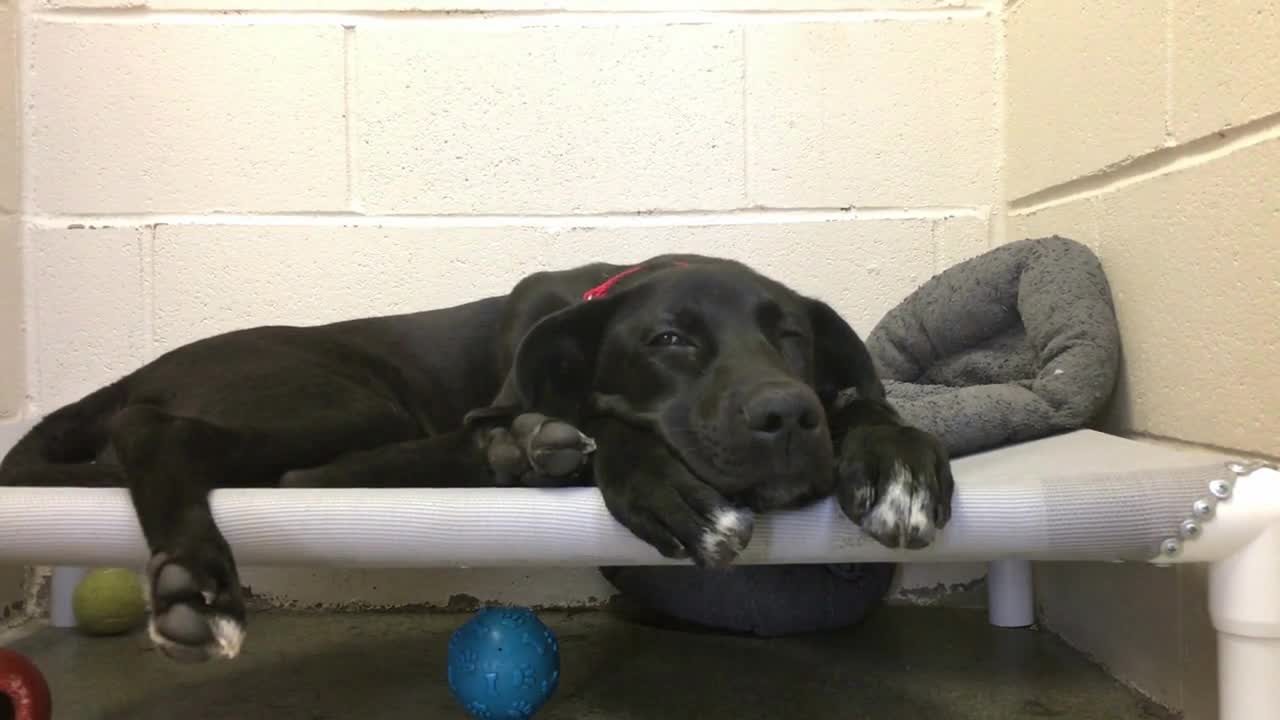 Sad shelter dog looking at camera