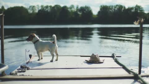 cute dog relaxing on the pier by the lake in summer