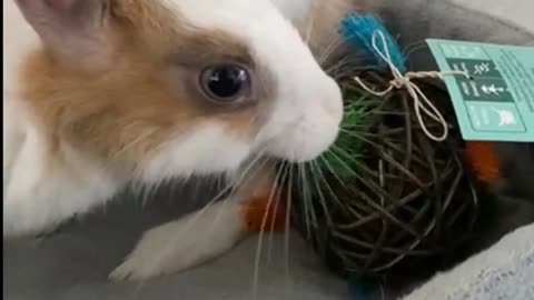 Rabbit Cute video