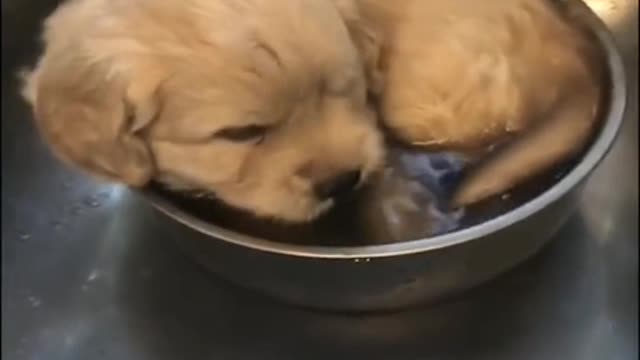 Lick a dog or something