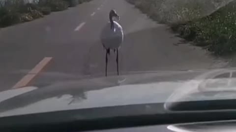 The crane dance front of the car