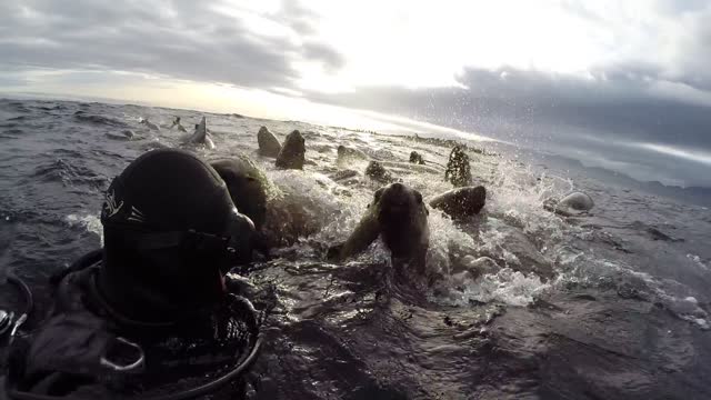 Sea Lions as Far as the Eye Can See