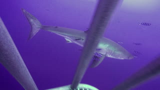 Great White Shark with Pilot Fish