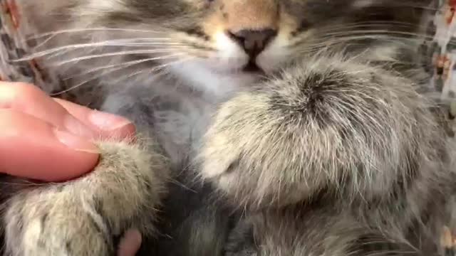 Funny cat