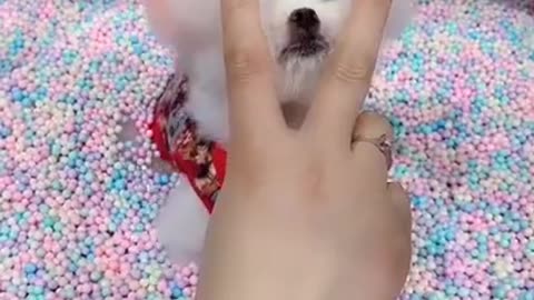 Cute and funny dogs video 👌👌👌