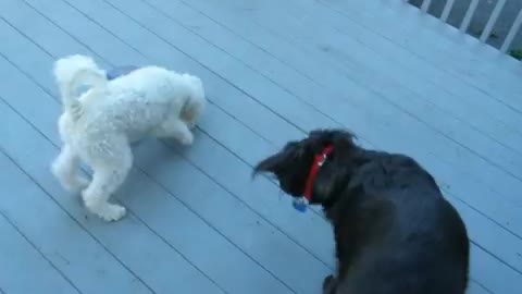 wiski and bella playing dice