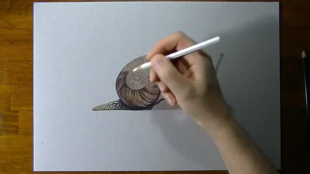 Outline The Surface Texture Of Snail Shell