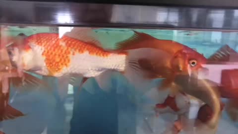 Ornamental fish