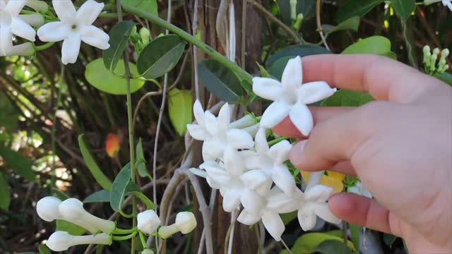 Conheça a Stephanotes floribunda. Flor de noiva, Jasmim de madagascar, Flor de cera.