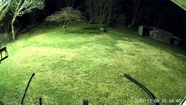 Owl settling in for some hunting
