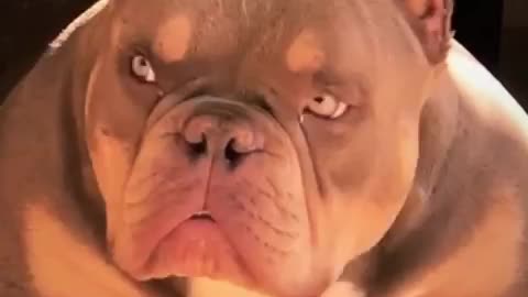 PENSA NUM CACHORRO BONITO E COM A CARA DE MAL