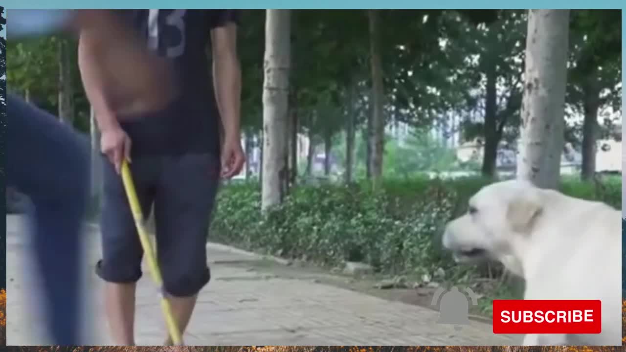 Dog saved the life a blind man