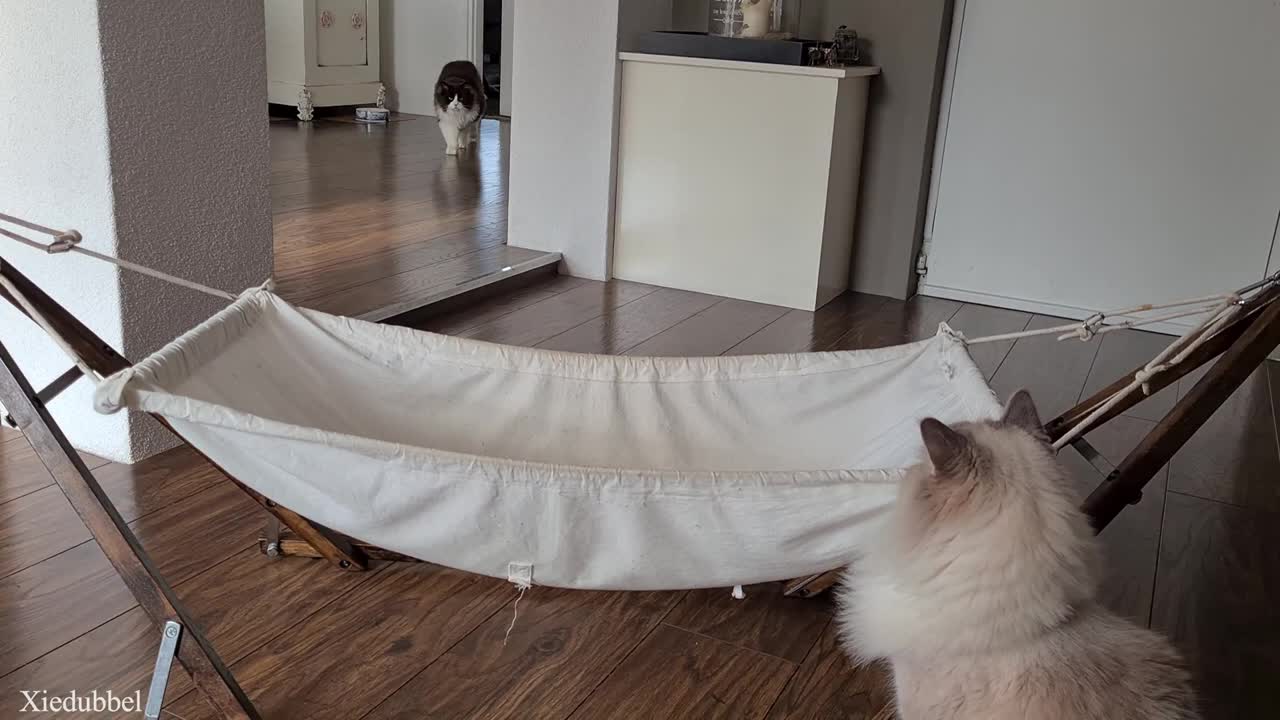 Cats And A Hammock Full Of Leaves