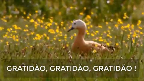 Gratidão que inspira