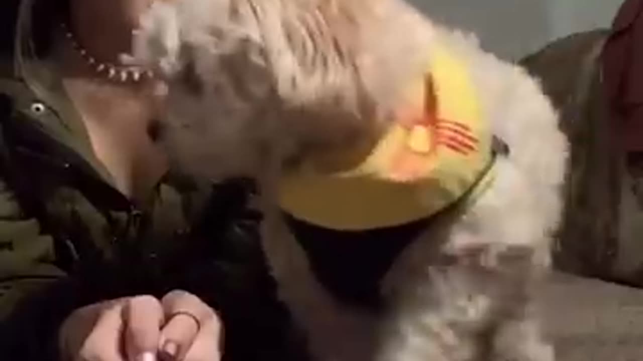 Call Your Dog's Name When They're Right Next To You 🐶 TikTok Compilation