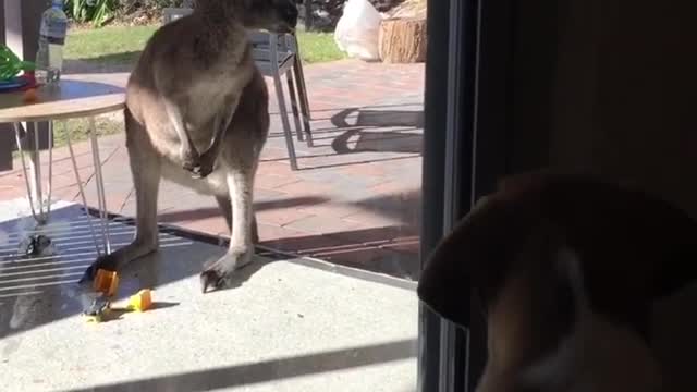 Dog watches kangaroo outside door eating