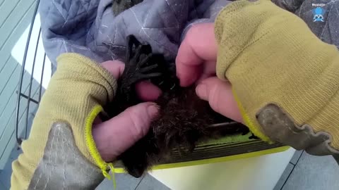 Rescuing a microbat hanging on a wardrobe rail; this is Benita