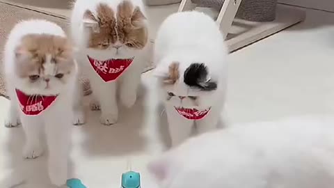 beautiful cat and dog25