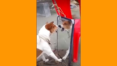 Funny dogs in the mirrors