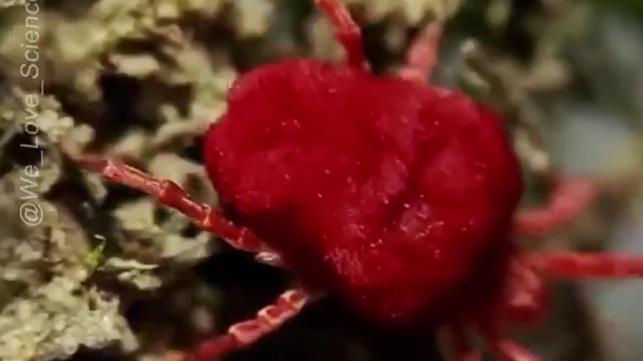 The Tiny Red Velvet Mite