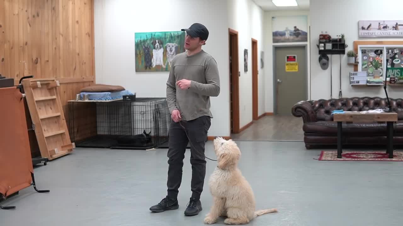 EASY teaching ALL dogs to walk nice on the leash | 5 MINUTE DOG TRAINING RESULTS!