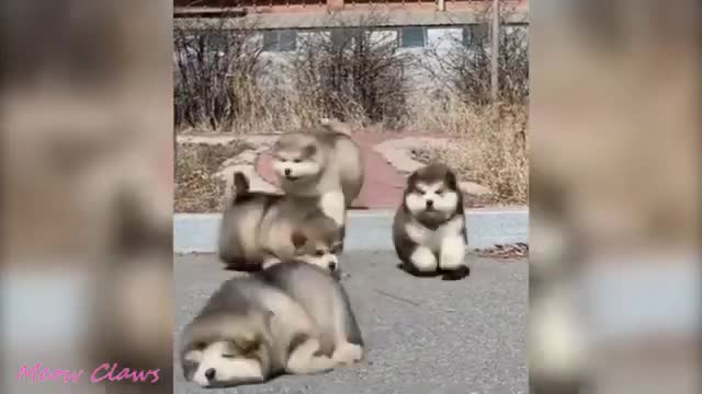 New Compilation of Baby Alaskan Malamute Cutest and Funniest Moments