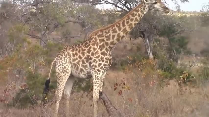 The Best Of Animal Attack 2022 - Most Amazing Moments Of Wild Animal Fight! Wild Discovery Animal