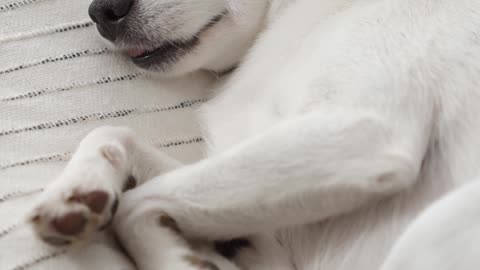 a-cute-dog-sleeping
