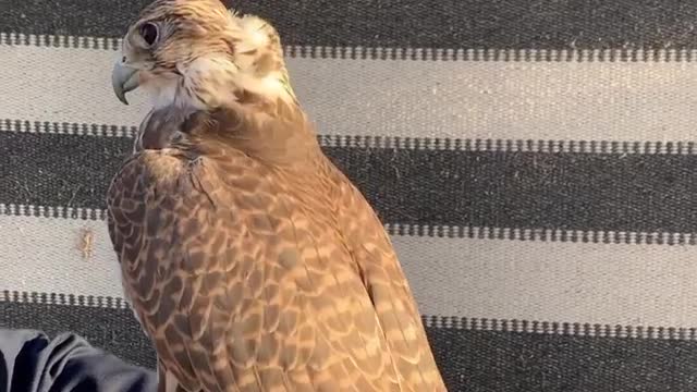 A beautiful falcon bird looks at you