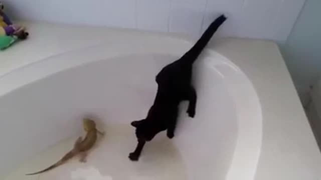 This cat is creating a new shower method.