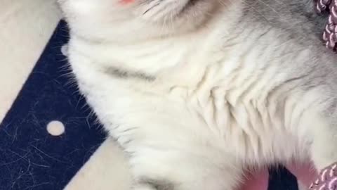 Shake hands with cats