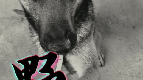 Dog Says No Smoking