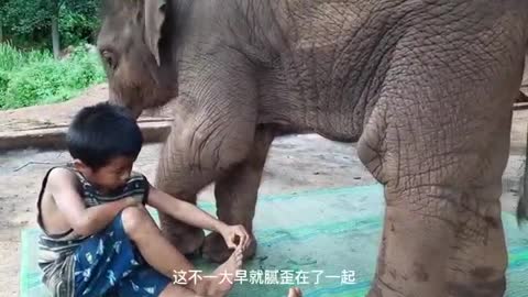 mother elephant