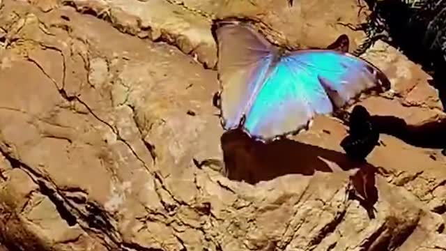 The ecological environment is good, attracting the presence of butterflies, which is very beautiful