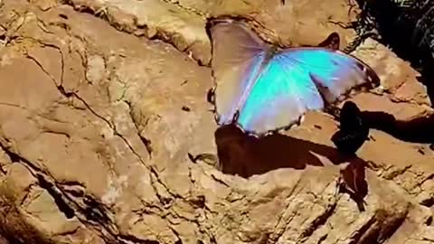 The ecological environment is good, attracting the presence of butterflies, which is very beautiful