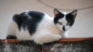 Cats | Free HD Videos - No Copyright Claim!!