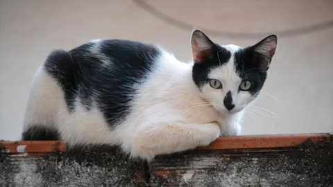 Cats | Free HD Videos - No Copyright Claim!!