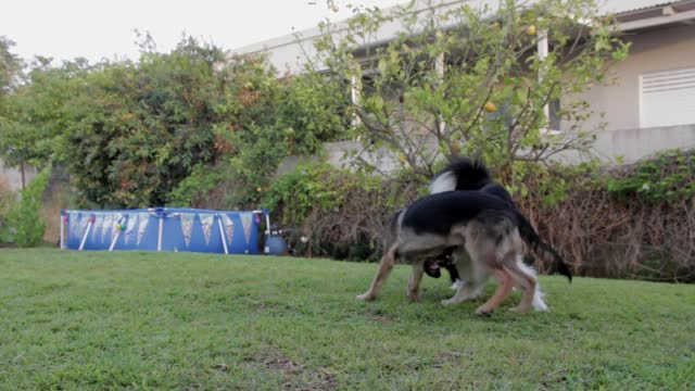 Dogs Playing Two Pets Canine Garden Animals Professionally