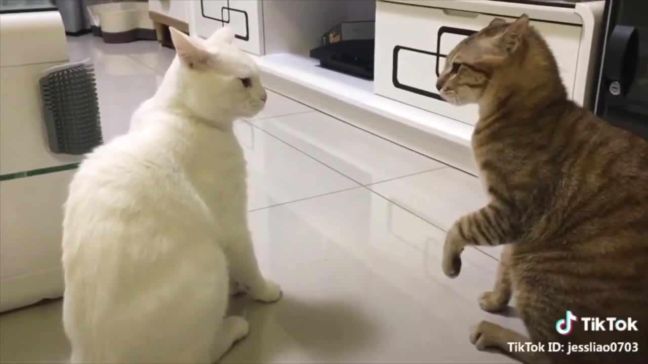 English speaking cats!!