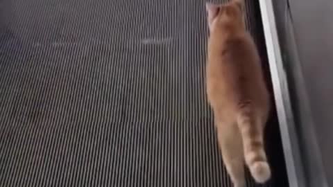 Cat video