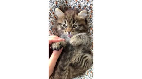 Cute Cat !!