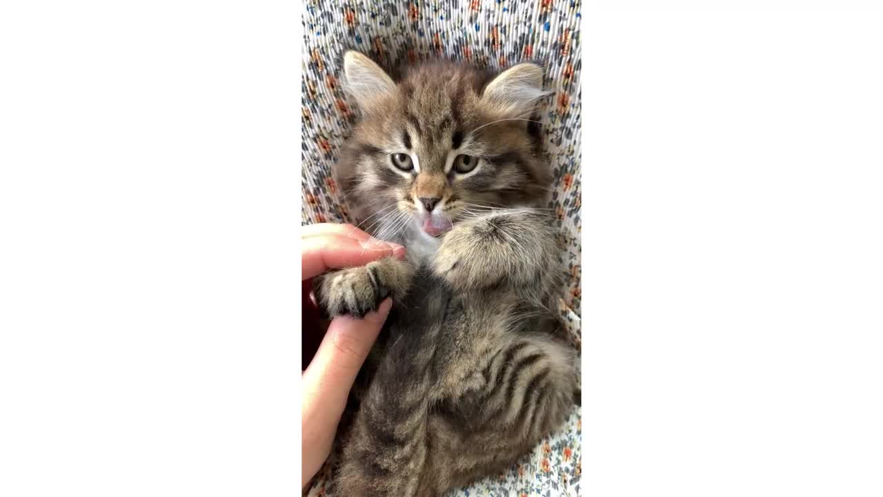 Cute Cat !!