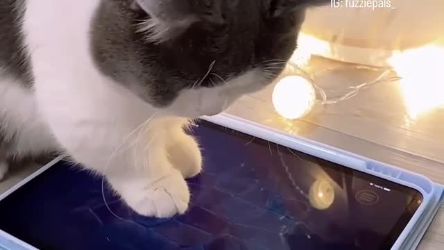 Cat playing videos games funny videos