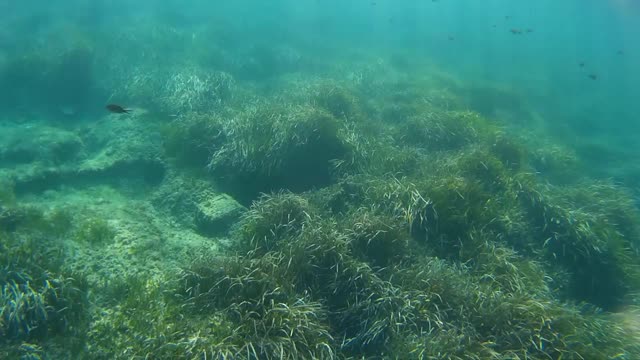 Snorkeling at Ibiza Spain