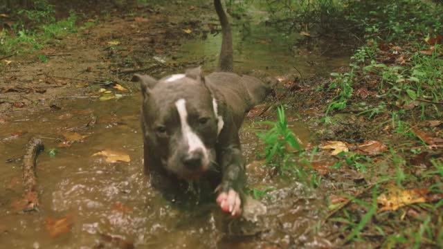 Dog playing in the water of the waterfall